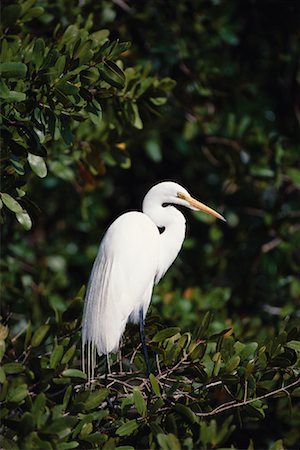 Great Egret Stock Photo - Premium Royalty-Free, Code: 600-00954309