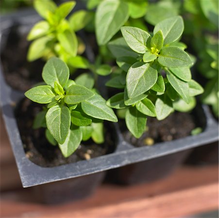 simsearch:600-03178755,k - Basil Plant Stock Photo - Premium Royalty-Free, Code: 600-00954470