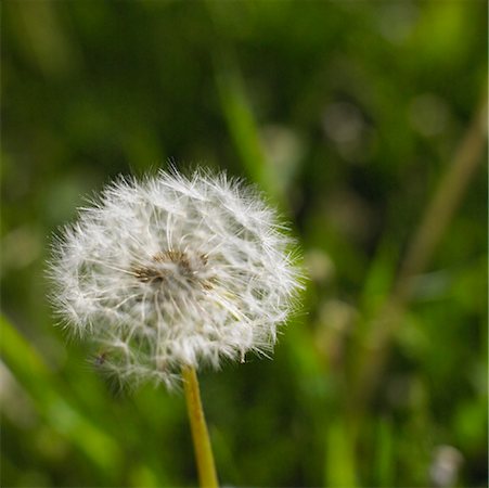 Dandelion Stock Photo - Premium Royalty-Free, Code: 600-00954471