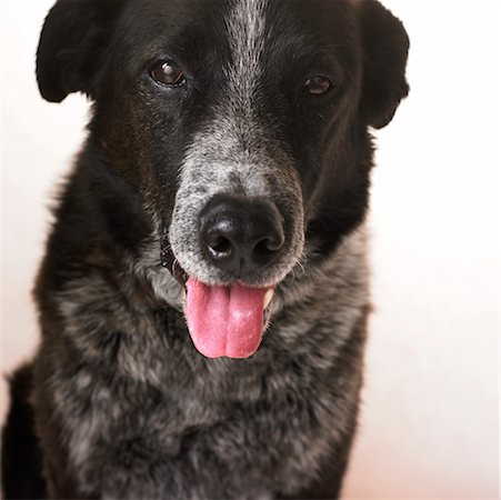 sheepdog (not herding sheep) - Portrait of Border Collie, Heeler Mix Stock Photo - Premium Royalty-Free, Code: 600-00954473