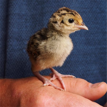 simsearch:600-01248451,k - Gros plan d'une personne tenue Pheasant Chick Photographie de stock - Premium Libres de Droits, Code: 600-00954480