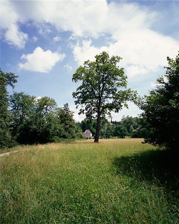 picture of house with high grass - Tree in Clearing, Weimar, Germany Stock Photo - Premium Royalty-Free, Code: 600-00983329