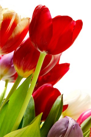 simsearch:600-00823645,k - Gros plan des tulipes Photographie de stock - Premium Libres de Droits, Code: 600-00983623