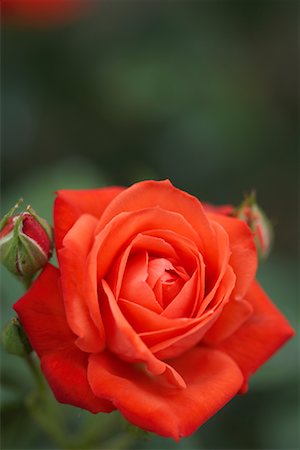 rosa silvestre - Orange Sensation Floribunda Rose Foto de stock - Sin royalties Premium, Código: 600-01014580