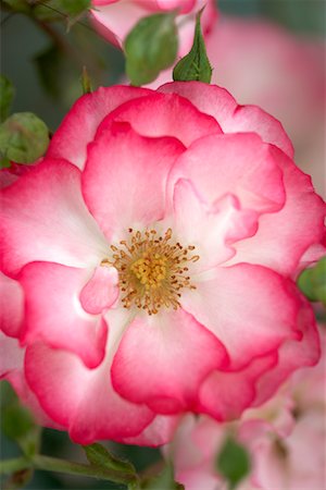 simsearch:700-01100373,k - Tabris Floribunda-Rose Stockbilder - Premium RF Lizenzfrei, Bildnummer: 600-01014581