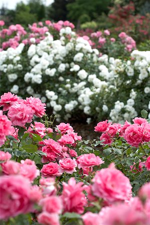 Country Dancer Shrub Rose Garden Fotografie stock - Premium Royalty-Free, Codice: 600-01014590