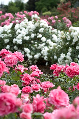 Land Dancer Strauch-Rosengarten Stockbilder - Premium RF Lizenzfrei, Bildnummer: 600-01014590