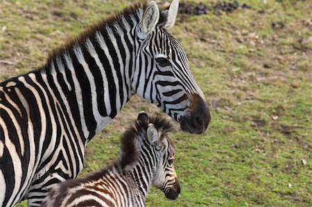 Zebras, Western Plains Zoo, Dubbo, New South Wales, Australia Stock Photo - Premium Royalty-Free, Code: 600-01014640