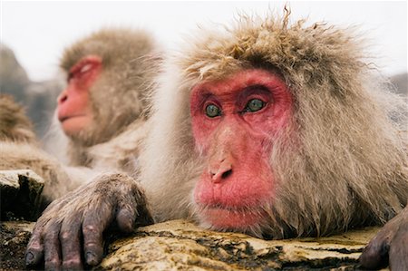 Portrait of Japanese Macaques Stock Photo - Premium Royalty-Free, Code: 600-01015118