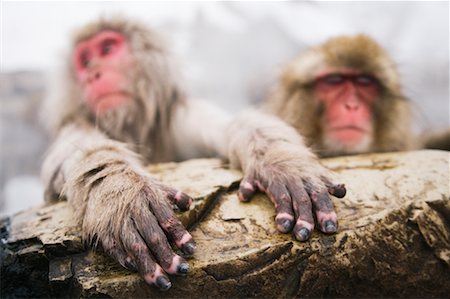 Japanese Macaques Stock Photo - Premium Royalty-Free, Code: 600-01015119