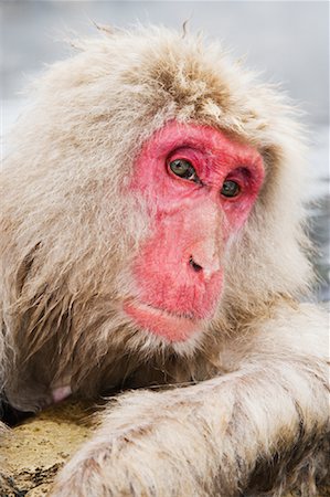 Portrait of Japanese Macaque Stock Photo - Premium Royalty-Free, Code: 600-01015124