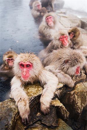 Portrait of Japanese Macaques Foto de stock - Sin royalties Premium, Código: 600-01015135