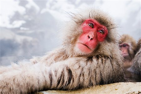 Portrait of Japanese Macaque Stock Photo - Premium Royalty-Free, Code: 600-01015130