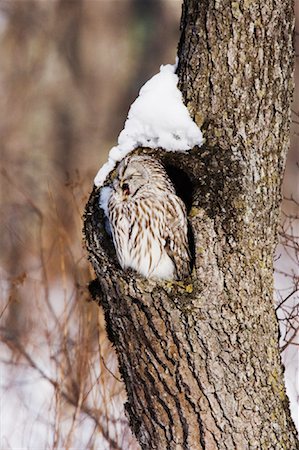 simsearch:700-02376755,k - Ural Owl dans l'arborescence Photographie de stock - Premium Libres de Droits, Code: 600-01015144