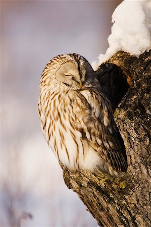 strix uralensis - Ural Owl in Tree Stock Photo - Premium Royalty-Free, Code: 600-01015146