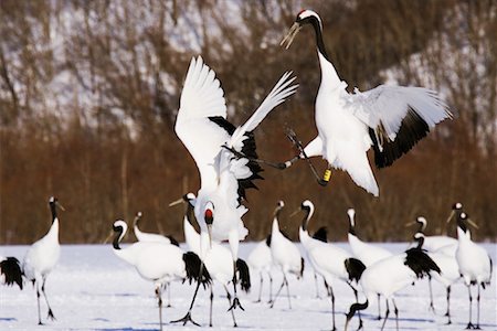 simsearch:600-01248451,k - Grues à couronne rouge affichant, Hokkaido, Japon Photographie de stock - Premium Libres de Droits, Code: 600-01015156