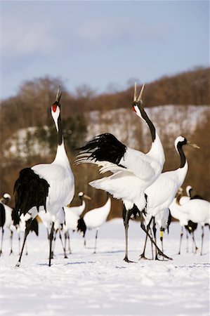 simsearch:700-02376755,k - Grues à couronne rouge affichant, Hokkaido, Japon Photographie de stock - Premium Libres de Droits, Code: 600-01015157