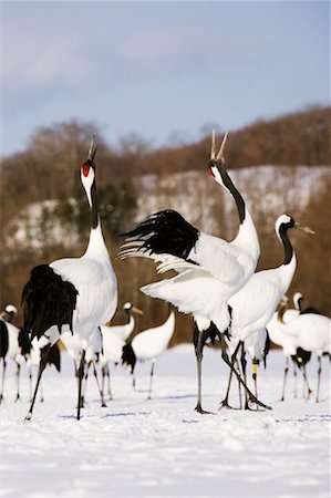 Grues à couronne rouge affichant, Hokkaido, Japon Photographie de stock - Premium Libres de Droits, Code: 600-01015157