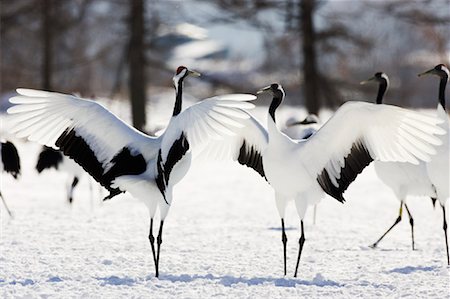 Grues à couronne rouge affichant, Hokkaido, Japon Photographie de stock - Premium Libres de Droits, Code: 600-01015152