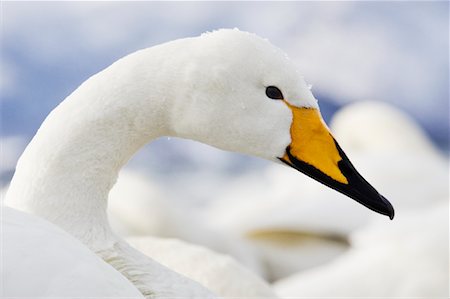 simsearch:600-01015159,k - Portrait of Whooper Swan Foto de stock - Royalty Free Premium, Número: 600-01015161