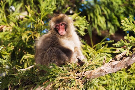 Japanese Macaque in Tree Stock Photo - Premium Royalty-Free, Code: 600-01015177