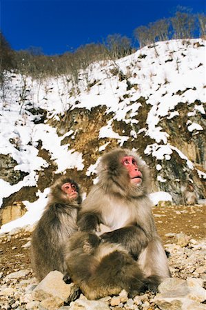simsearch:700-01585977,k - Portrait of Japanese Macaques Foto de stock - Sin royalties Premium, Código: 600-01015173