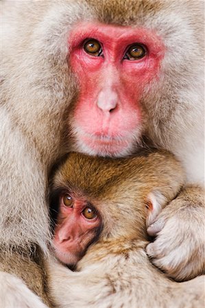 simsearch:841-08645332,k - Portrait of Mother and Baby Japanese Macaques Foto de stock - Royalty Free Premium, Número: 600-01015186