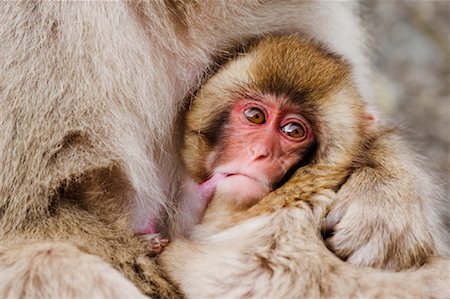Bébé Macaque japonais Photographie de stock - Premium Libres de Droits, Code: 600-01015187