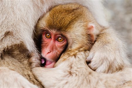 simsearch:600-07672342,k - Portrait of Mother and Baby Japanese Macaques Stock Photo - Premium Royalty-Free, Code: 600-01015188