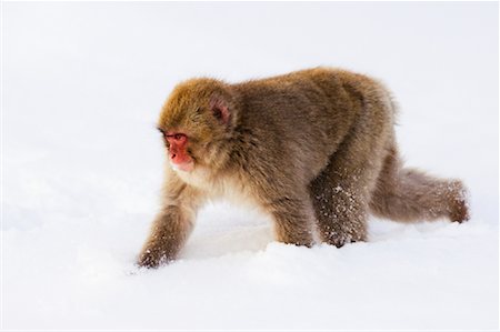 Japanese Macaque Walking in Snow Stock Photo - Premium Royalty-Free, Code: 600-01015180