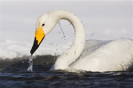 Whooper Swan, Lake Kussharo, Hokkaido, Japan Stock Photo - Premium Royalty-Free, Code: 600-01015198