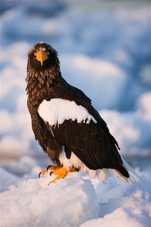 Steller's Sea Eagle, Nemuro Channel, Rausu, Hokkaido, Japan Foto de stock - Sin royalties Premium, Código: 600-01015215