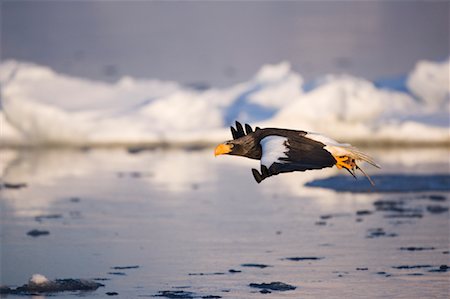 Steller's Sea Eagle, Nemuro Channel, Rausu, Hokkaido, Japan Foto de stock - Sin royalties Premium, Código: 600-01015218