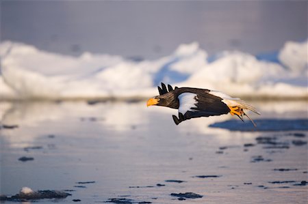 simsearch:6118-09076356,k - Steller's Sea Eagle, Nemuro Channel, Rausu, Hokkaido, Japan Stock Photo - Premium Royalty-Free, Code: 600-01015218