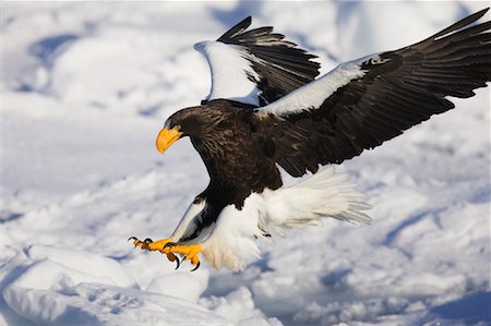 serre (oiseau) - Sea Eagle, canal de Nemuro, Rausu, Hokkaido, Japon de Steller Photographie de stock - Premium Libres de Droits, Code: 600-01015213
