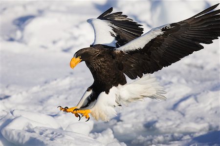 serre (oiseau) - Steller's Sea Eagle, Nemuro Channel, Rausu, Hokkaido, Japan Foto de stock - Sin royalties Premium, Código: 600-01015213