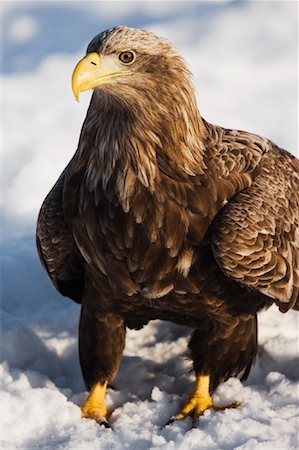 White-tailed Eagle, Shiretoko Peninsula, Rausu, Hokkaido, Japan Stock Photo - Premium Royalty-Free, Code: 600-01015224