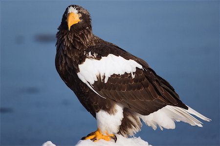 simsearch:600-01195740,k - Steller's Sea Eagle, Shiretoko Peninsula, Hokkaido, Japan Foto de stock - Sin royalties Premium, Código: 600-01015225
