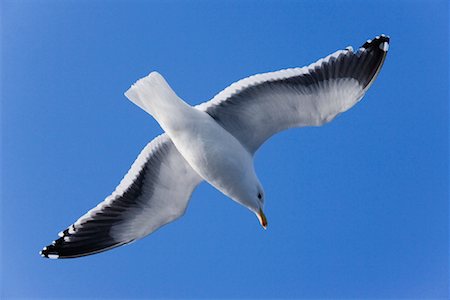 Goéland à manteau ardoisé, Rausu, Hokkaido, Japon Photographie de stock - Premium Libres de Droits, Code: 600-01015229