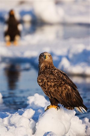 simsearch:600-02056350,k - White-tailed Eagle, Nemuro Channel, Rausu, Hokkaido, Japan Foto de stock - Royalty Free Premium, Número: 600-01015222