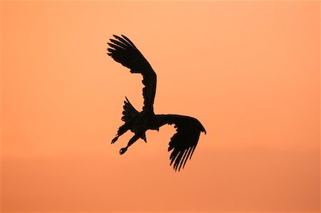 Silhouette of White-tailed Eagle, Nemuro Channel, Rausu, Hokkaido, Japan Stock Photo - Premium Royalty-Free, Code: 600-01015235