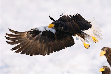 simsearch:600-02056398,k - Steller's Sea Eagle, Shiretoko Peninsula, Hokkaido, Japan Foto de stock - Sin royalties Premium, Código: 600-01015238