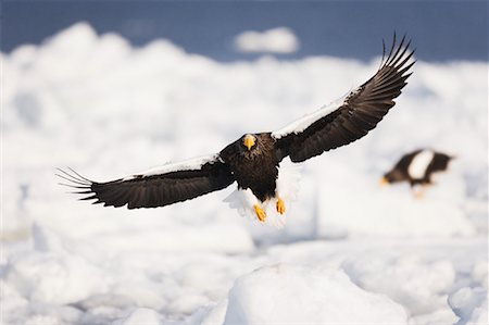 simsearch:600-02056368,k - Steller's Sea Eagles, Shiretoko Peninsula, Hokkaido, Japan Foto de stock - Sin royalties Premium, Código: 600-01015240