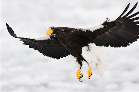 Steller's Sea Eagle in Flight, Shiretoko Peninsula, Hokkaido, Japan Stock Photo - Premium Royalty-Free, Code: 600-01015256