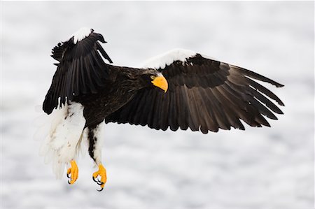 serre (oiseau) - Aigle de mer de Steller en vol, la péninsule de Shiretoko, Hokkaido, Japon Photographie de stock - Premium Libres de Droits, Code: 600-01015257