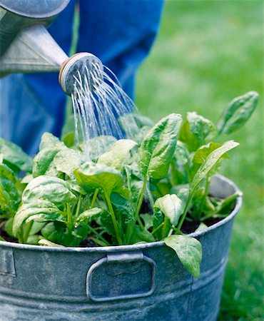 Watering Spinach Plant Stock Photo - Premium Royalty-Free, Code: 600-01015270