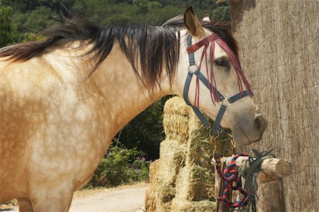 Horse Stock Photo - Premium Royalty-Free, Code: 600-01036668