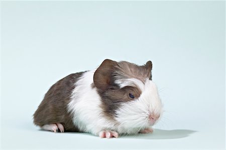 Portrait of Baby Guinea Pig Stock Photo - Premium Royalty-Free, Code: 600-01037655