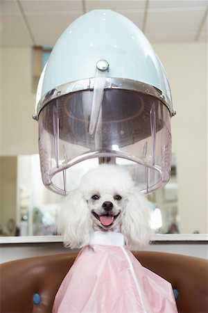 salon pictures with customer in a dryer - Portrait of Poodle at Hair Salon Stock Photo - Premium Royalty-Free, Code: 600-01037734