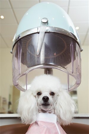 salon pictures with customer in a dryer - Portrait of Poodle at Hair Salon Stock Photo - Premium Royalty-Free, Code: 600-01037735